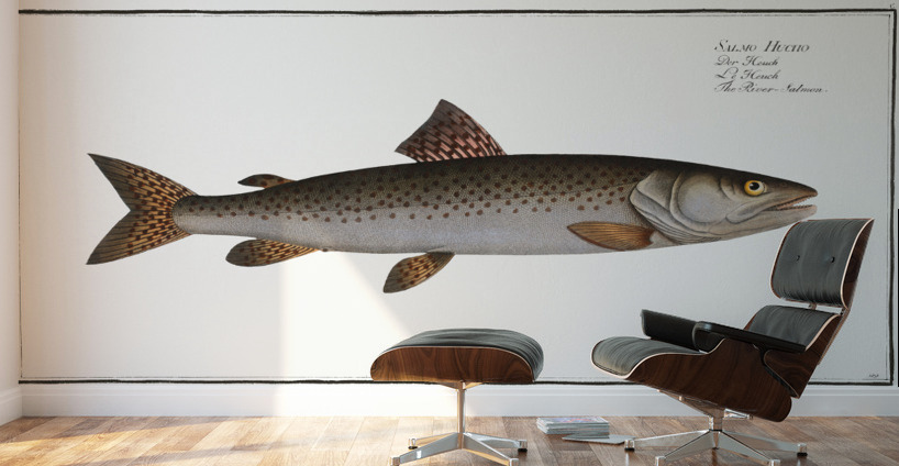 River-Salmon Salmo Hucho Wall Murals