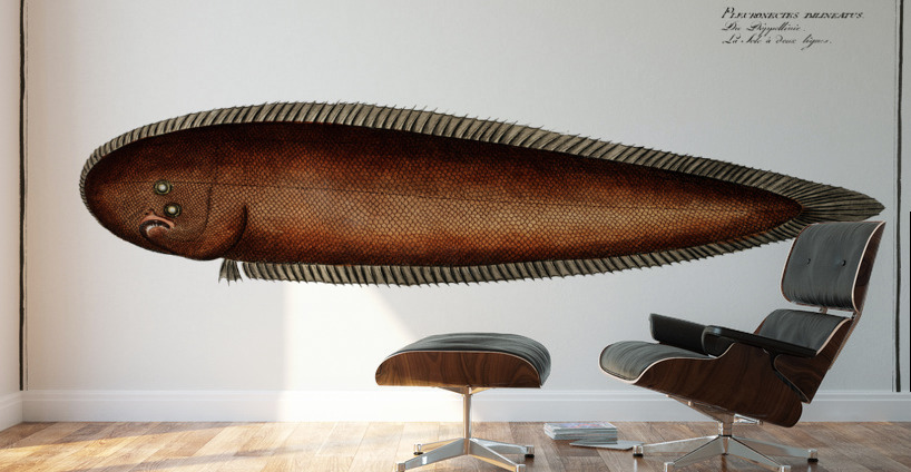 Pleuronectes bilineatus Wall Murals