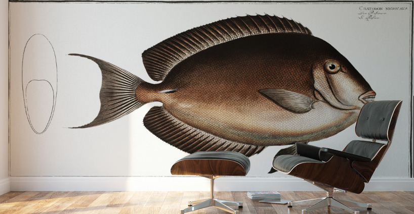 Chaetodon nigricans Wall Murals
