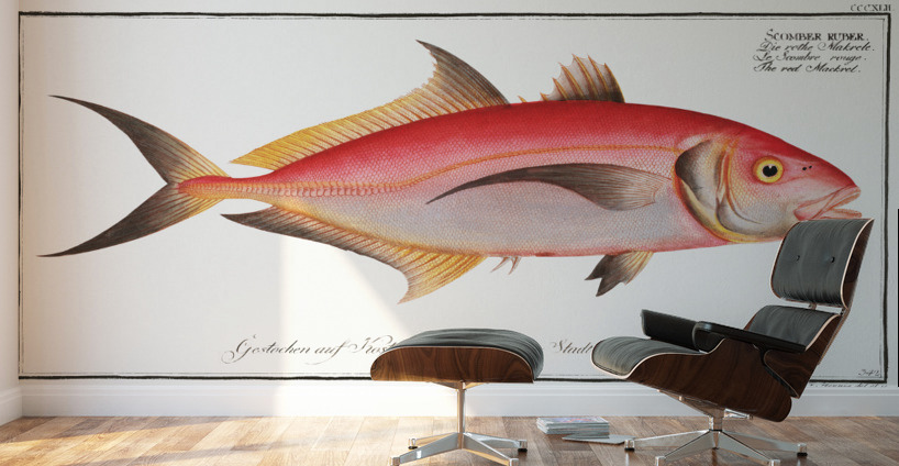 Red Mackrel Scomber ruber Wall Murals