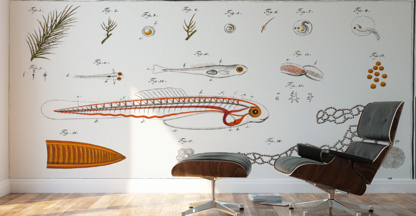 Fish hatching and growing Wall Murals
