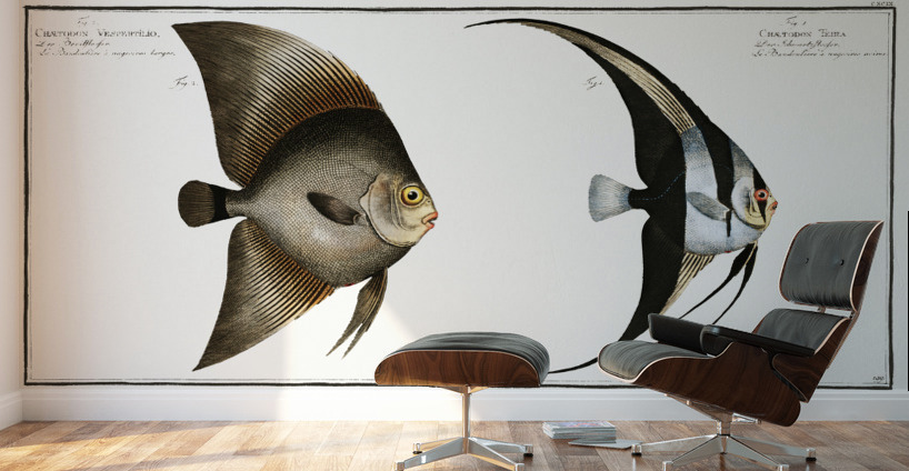 1. Chaetodon Teira 2. Chaetodon Vespertilio Wall Murals