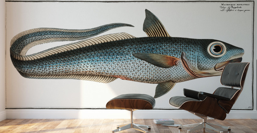 Macrourus rupestris Wall Murals