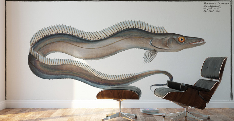 Sword-Fish Trichiurus Lepturus Wall Murals