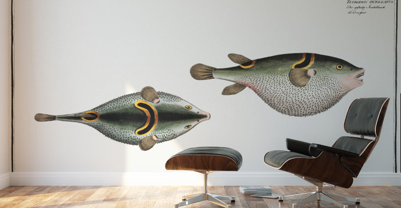 Eyespot puffer Tetrodon ocellatus Wall Murals