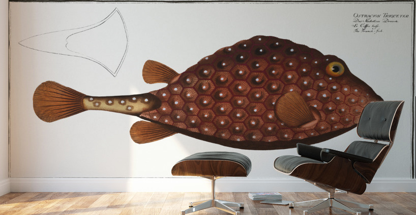 Trunck-fish Ostracion Triqueter Wall Murals