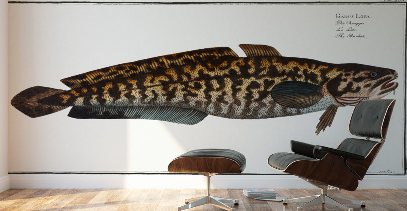 Burbot Gadus Lota Wall Murals