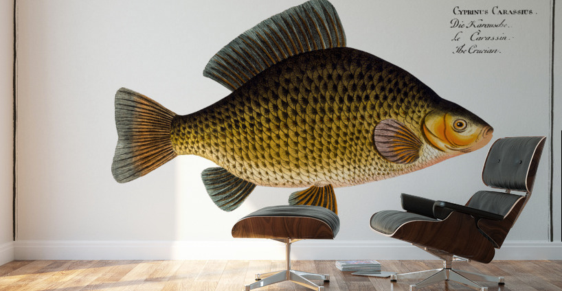 Crucian Cyprinus Carassius Wall Murals