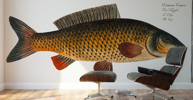 Carp Cyprinus Carpio Wall Murals