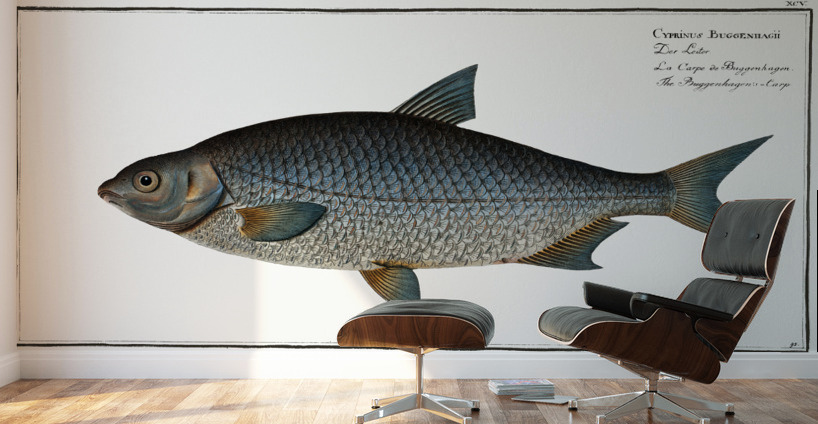 Buggenhagens-Carp Cyprinus Buggenhagii Wall Murals