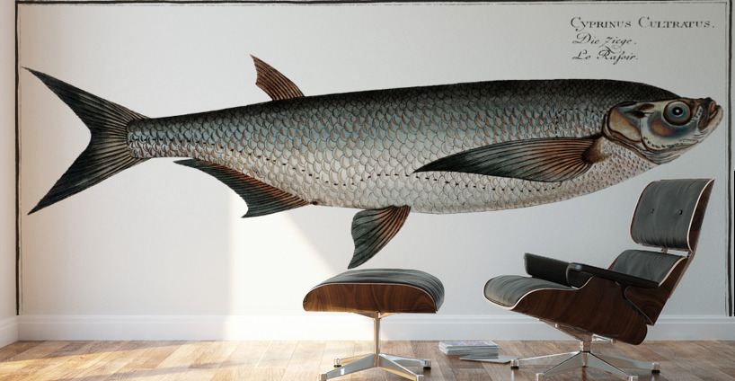 Knife-Carp Cyprinus Cultratus Wall Murals