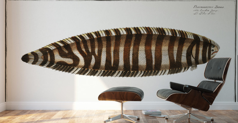 Pleuronectes Zebra Wall Murals