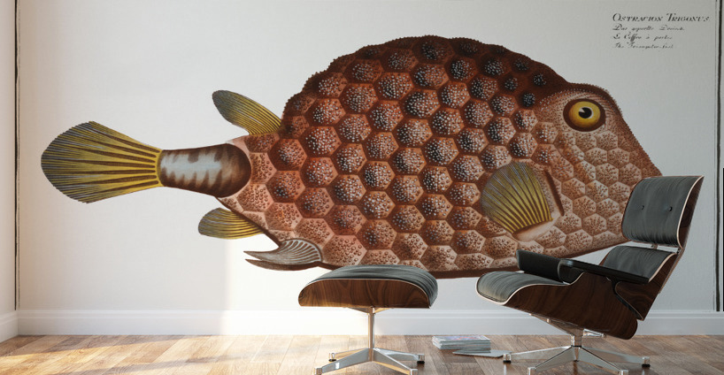 Triangular-fish Ostracion Tricornus Wall Murals