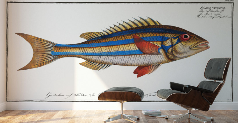 Blue-striped Gilt-head Sparus vittatus Wall Murals