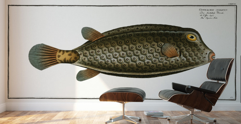 Square-Fish Ostracion cubicus Wall Murals