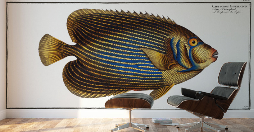 Chaetodon Imperator Wall Murals