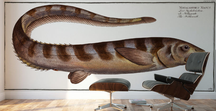 Notacanth Notacanthus Nasus Wall Murals