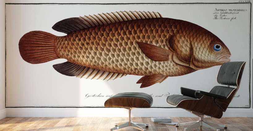 Tortoise-fish Anthias testudineus Wall Murals