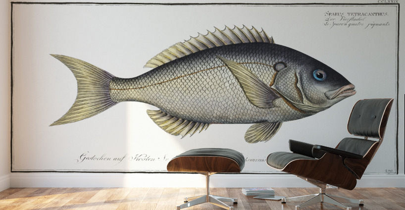 Sparus tetracanthus Wall Murals