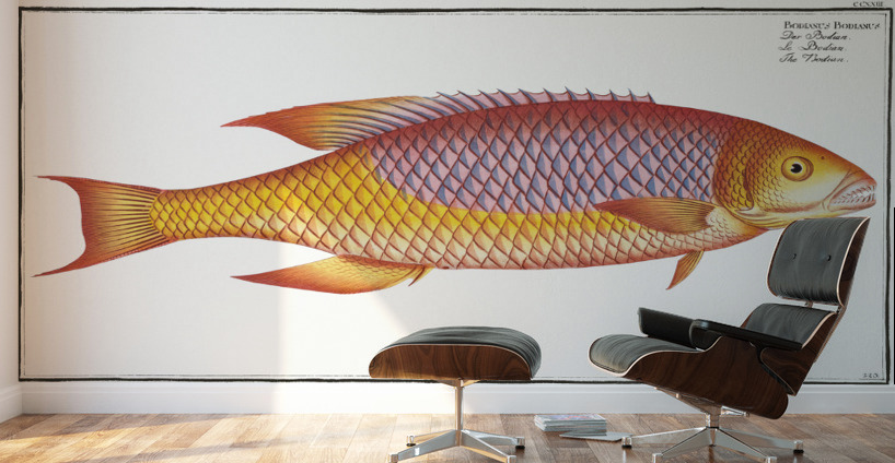 Bodian Bodianus Bodianus Wall Murals