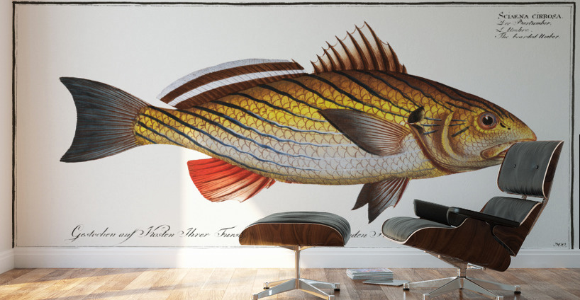 Bearded Umber Sciaena cirrosa Wall Murals