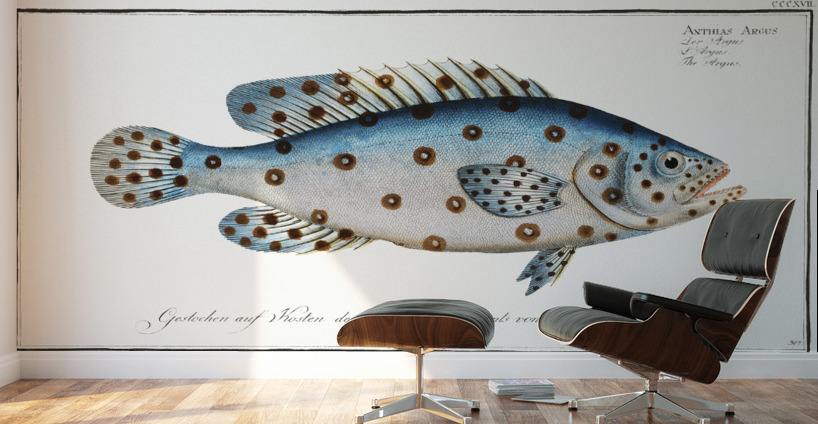 Argus Anthias Argus Wall Murals