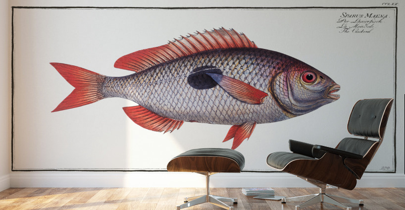 Cackerel Sparus Maena Wall Murals