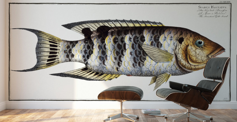 Streaked Gilt-head Sparus Fasciatus Wall Murals