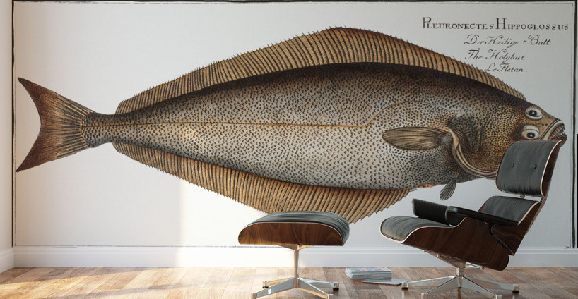 Holybut Pleuronectes Hippoglossus Wall Murals