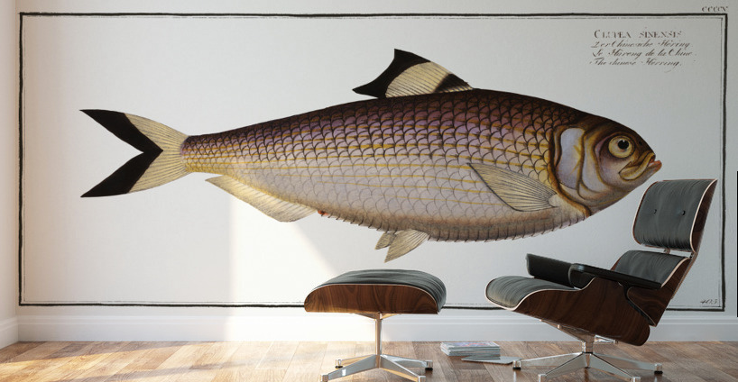 Chinese Herring Clupea sinensis Wall Murals