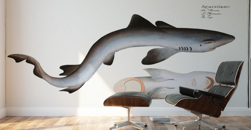 Tope or Pope Squalus Galeus Wall Murals