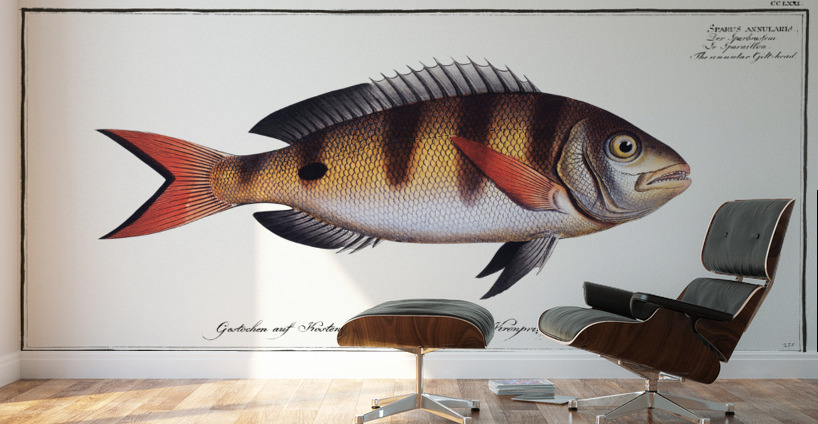 Annular Gilt-head Sparus annularis Wall Murals