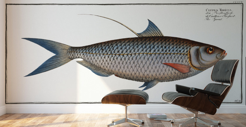 Sprat Clupea Thrissa Wall Murals