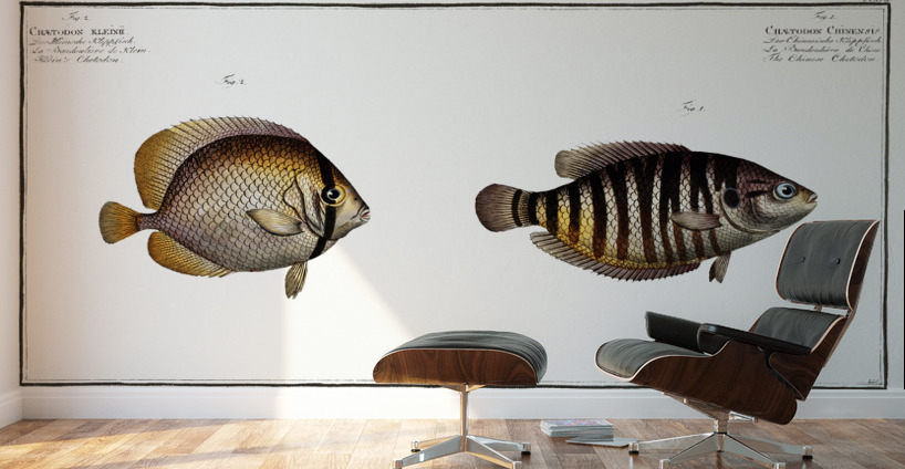 1. Chinese Chetodon Chaetodon Chinensis 2. Kleins Chetodon Chaetodon Kleinii Wall Murals