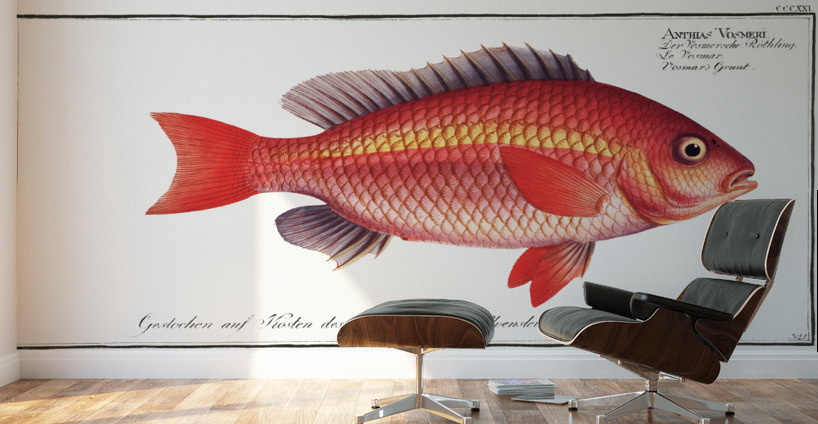 Vosmars Grunt Anthias Vosmeri Wall Murals