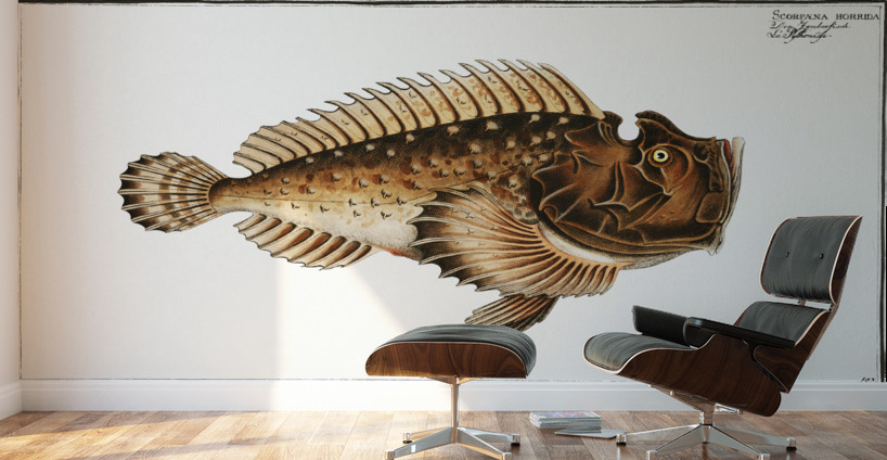 Scorpaena horrida Wall Murals