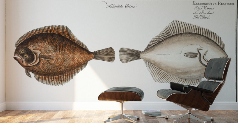 Pearl Pleuronectes Rhombus Wall Murals
