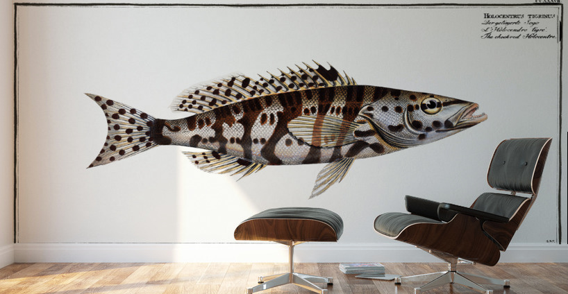 Checkred Holocentre Holocentrus tigrinus Wall Murals