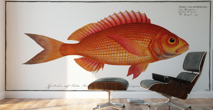 Goggle-eye Sparus macrophthalmus Wall Murals