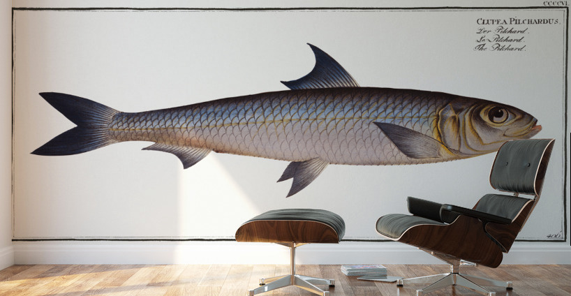 Pilchard Clupea Pilchardus Wall Murals