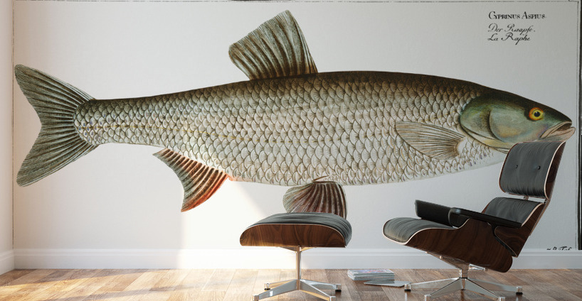 Aspius Cyprinus Aspius Wall Murals