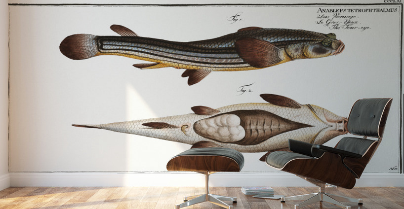 Four-eye Anableps tetrophthalmus Wall Murals