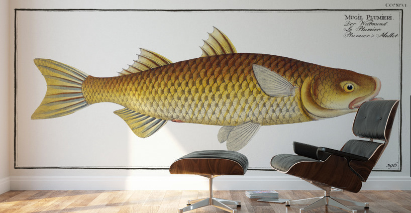 Plumiers Mullet Mugil Plumeri Wall Murals