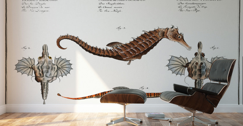 1. 2. Sea Dragon Pegasus Draconis 3. Sea-Horse Syngnathus Hippocampus 4. Sea-Pipe Syngnathus Pelagicus Wall Murals