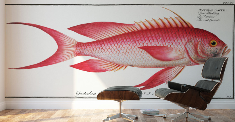 Red Grunt Anthias Sacer Wall Murals