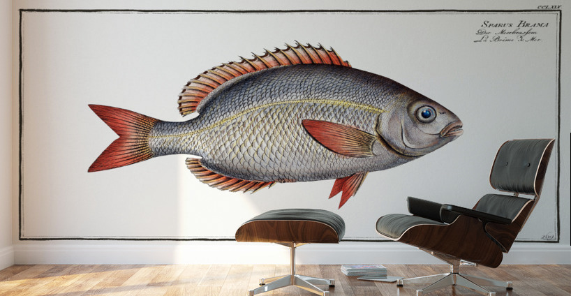 Sparus Brama Wall Murals