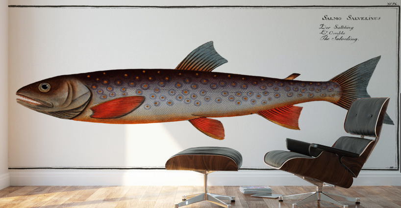 Salveling Salmo Salvelinus Wall Murals