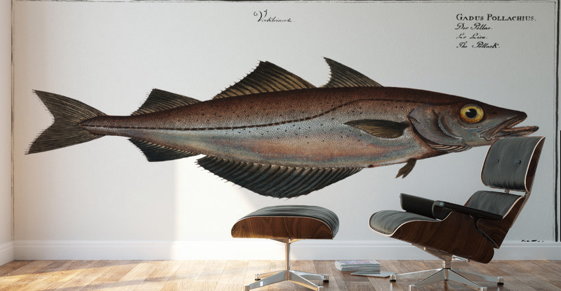 Pollack Gadus Pollachius Wall Murals