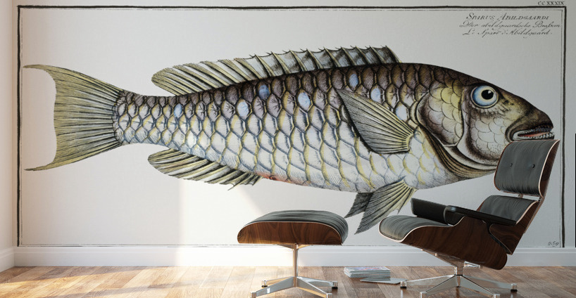Sparus Abildgaardi Wall Murals