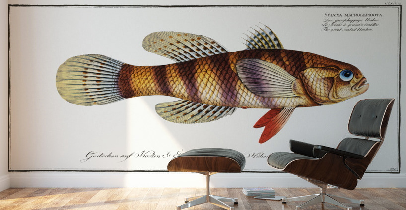 Great-scaled Umber Sciaena macrollpidota Wall Murals